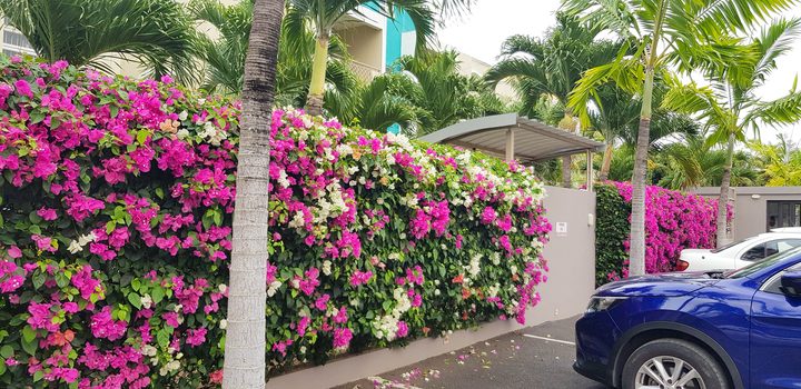 Bougainvillea along the driveway
